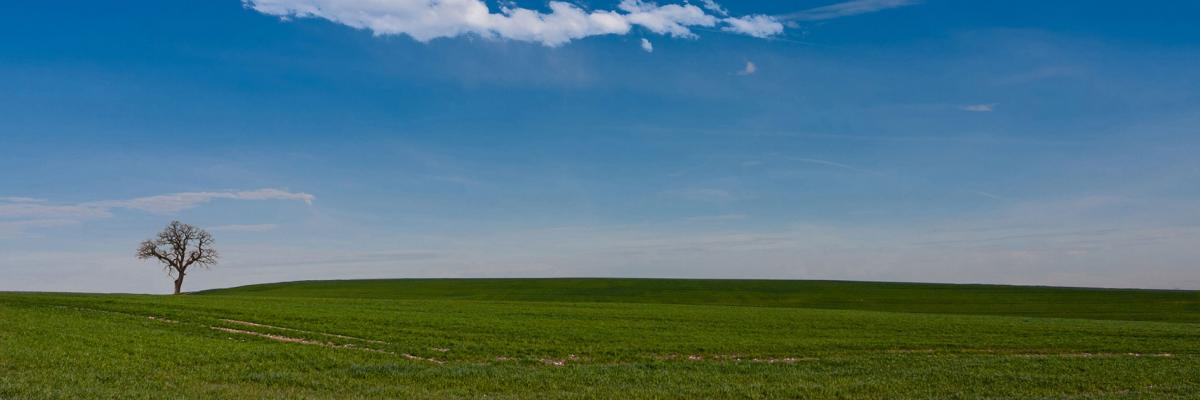 A landscape featuring a field, a tree and a lone cloud. Bognor Regis, West Sussex, UK